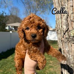Calla - Red  female Poodle puppy in Morehead, Kentucky from Paw Perfect Pets