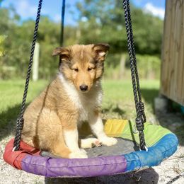 Hei Hei - Sable and white male Collie puppy in St Augustine, Florida from Saltwater Collies LLC