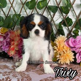 Trixy - Tri-color female Cavalier King Charles Spaniel puppy in Hollywood, Florida from World Class Cavaliers