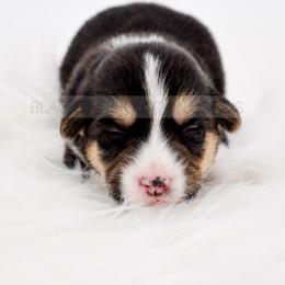 Saga - Black and tan female American Corgi puppy in Santaquin, Utah from Blacktail Mountain Corgis