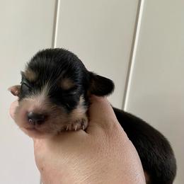 Posey (Bitty Pumpkin) - Black and cream female Dachshund puppy in Wolf Lake, Indiana from Canisteo Dachshunds