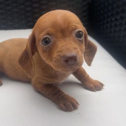 Sugar - Brindle female Dachshund puppy in Fort Myers, Florida from Lady Margery’s Dachshunds