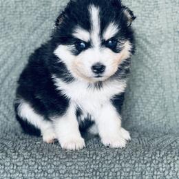 Aladdin - Black and white male Pomsky puppy in Grass Valley, California from Karalot Pomskies