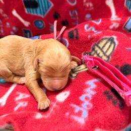 Phoebe- Pink collar - Red  female Goldendoodle puppy in Van Buren, Missouri from Jami’s Goldendoodles & Poodles