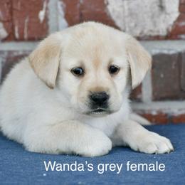 Grey female - Yellow female Labrador Retriever puppy in Mississippi from Sure Shot English Labs
