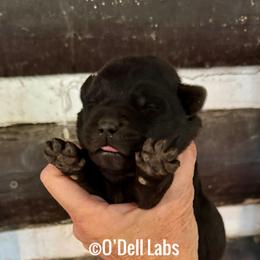 Olive - Black female Labrador Retriever puppy in Sullivan, Missouri from O’Dell Labs