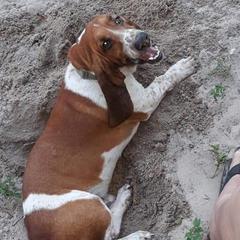 Kahuna - Basset Hound