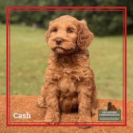 Mr Red - Caramel red male Australian Labradoodle puppy in Hartshorne, Oklahoma from Jena Edmond