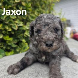 Jaxon - Blue merle male Bernedoodle puppy in Blackfoot, Idaho from Draper Mountain Doodles