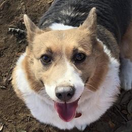Blu  - Pembroke Welsh Corgi
