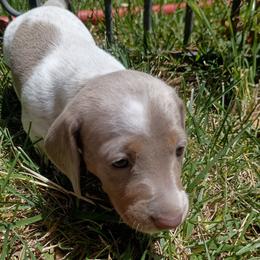 Tara - Fawn (isabella) and cream female Dachshund puppy in Sacramento, California from Family and Farm Friendly Dachshund