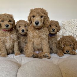 Labradoodle Puppies from Ruby Doo’s Doodles
