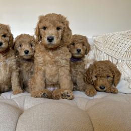 Labradoodle Puppies from Ruby Doo’s Doodles