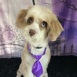 Chile - Aussiedoodle