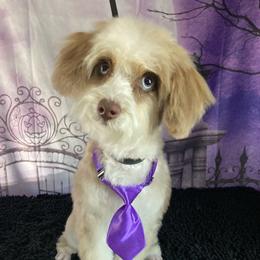 Chile - Aussiedoodle