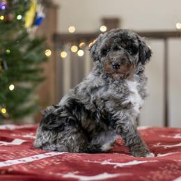 Eowyn - Kid Friendly - Blue merle female Bernedoodle puppy in Eureka, Illinois from Joley Aire Family Dogs