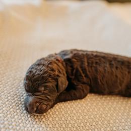 Charles Mingus - Chocolate male Labradoodle puppy in Orange, Virginia from Hillcrest Labradoodles