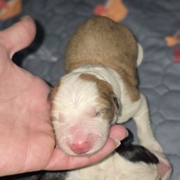 Boy 1 - Sable merle male Border Collie puppy in Richmond, Maine from Lil Maine Border Collies