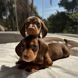 Colt - Chocolate and tan male Dachshund puppy in San Diego, California from Enchanted little dachshunds