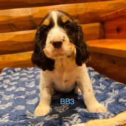BB3 - Liver white and tan male English Springer Spaniel puppy in Britton, South Dakota from K&S Canines