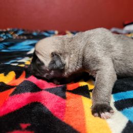Girl 1 - Brindle female Bulldog puppy in Washington from Sun City Campeiro Bulldogs