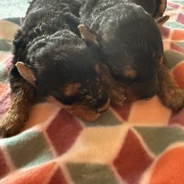 Girl 2 - Black and tan female Airedale Terrier puppy in Holton, Michigan from Yoder’s Airedale Terriers