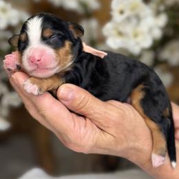 Gigi - Tri-color female Bernedoodle puppy in Yuciapa, California from AlltheDoodlez_