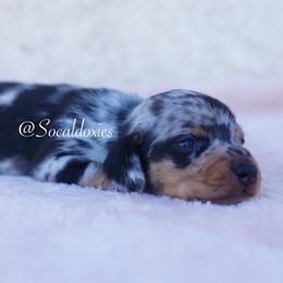 Angelica - Black and tan female Dachshund puppy in Apple Valley, California from Socaldoxies