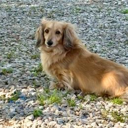 Mollie - Dachshund