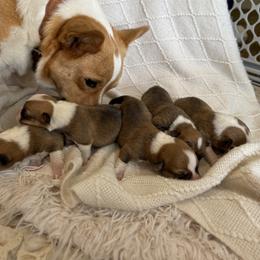 Pembroke Welsh Corgi Puppies from Texas Pembroke Corgis