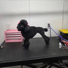 Fancy - Poodle