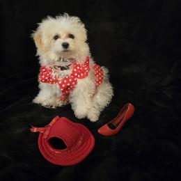 Maltipoo puppies from Playful Paws Maltese and Maltipoos