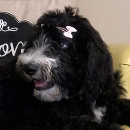 Poodles and Sheepadoodles from Pam’s Sheepadoodle’s