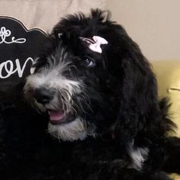 Poodles and Sheepadoodles from Pam’s Sheepadoodle’s
