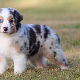 Star - Blue merle female Miniature American Shepherd puppy in Palacios, Texas from Coastal’s Miniature American Shepherds
