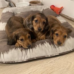 Dachshund Puppies from Ruby Desert Doxies