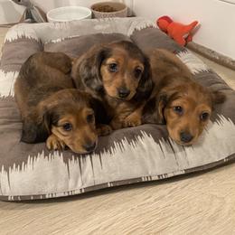 Dachshund Puppies from Ruby Desert Doxies