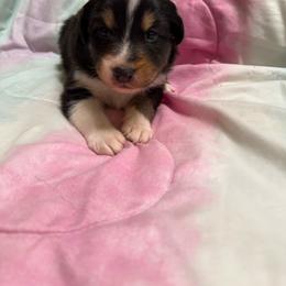 Black Tri - Black tri-color male Australian Shepherd puppy in Wittmann, Arizona from Wranglin Farms