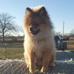 Boy 4 - Pomeranian puppy from CP Kennels