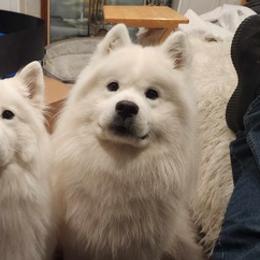 Samoyeds from Erwin Samoyed