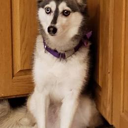 Alaskan Klee Kai from Ikigai Kennel