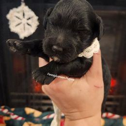 Mistletoe - Black female Goldendoodle puppy in Pennsylvania from Pennsylvanian Puppies