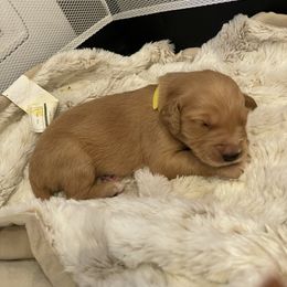 Golden Retriever Puppies from Tradershire Goldens