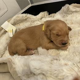 Golden Retriever Puppies from Tradershire Goldens