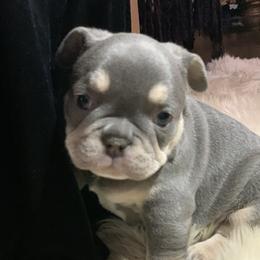 French Bulldog Puppies from McKay’s frenchies & fluffies