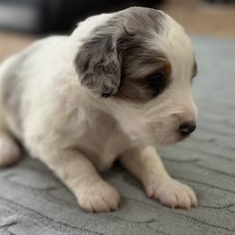 Male 1 - male Australian Mountain Doodle puppy in Culpeper, Virginia from Hazel River Doodles