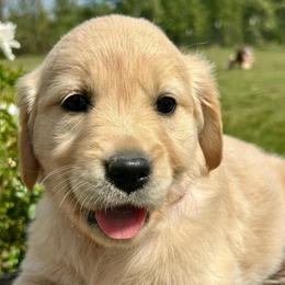 April - Light golden female Golden Retriever puppy in Doniphan, Missouri from Stockford’s Golden Retrievers