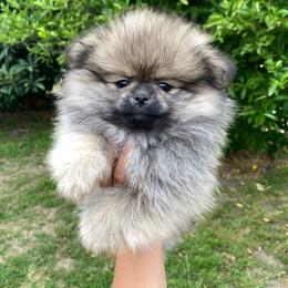 Felix - Wolf sable male Pomeranian puppy in Los Angeles, California from Furever Blessed 🤍🐾🖤
