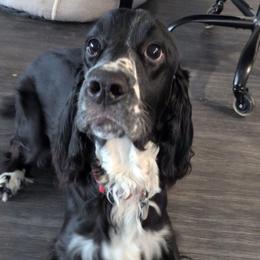 English Springer Spaniel All Grown Up from Bristol’s Southern Spaniels