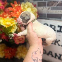 Boy 3 - White male Great Dane puppy in Lehigh Acres, Florida from Florida Wrinkles